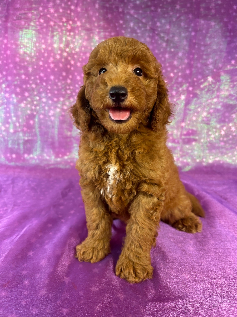 Male Miniature Goldendoodle Puppy for Sale DOB 7-3-2026 $1200